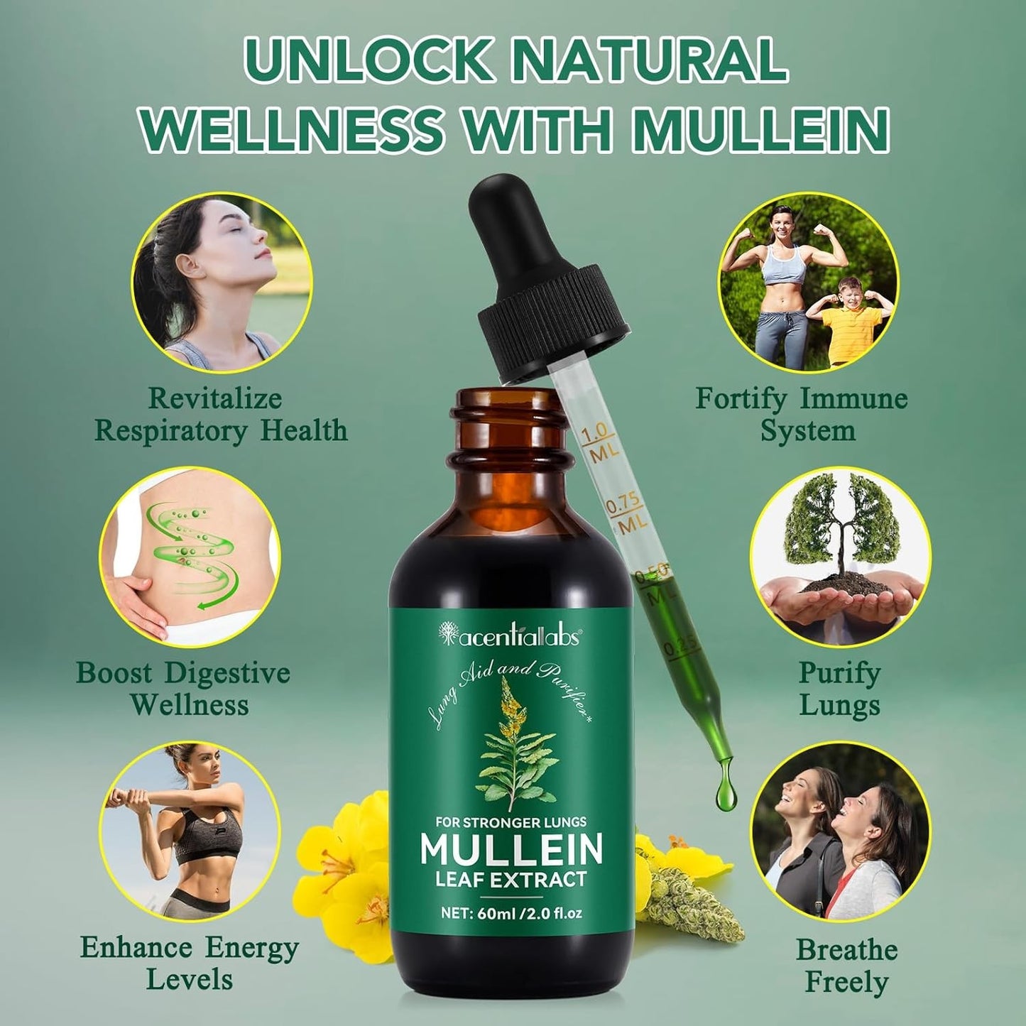 Mullein Drops for Lungs Bundle – 2 × 2 oz Bottles with Chlorophyll for Breathing & Wellness Support