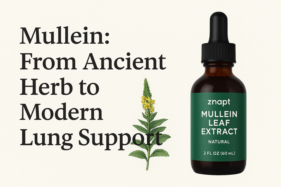 Mullein: From Ancient Herb to Modern Lung Support