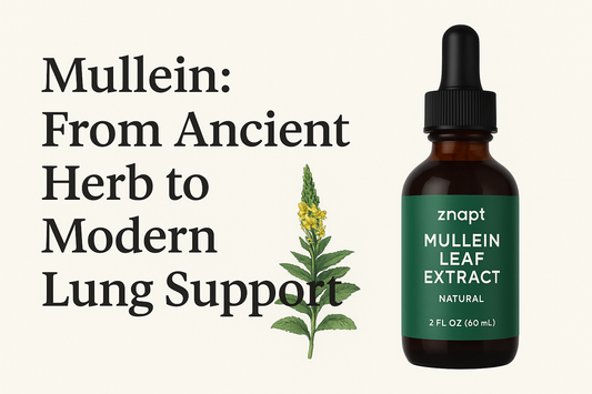 Mullein: From Ancient Herb to Modern Lung Support