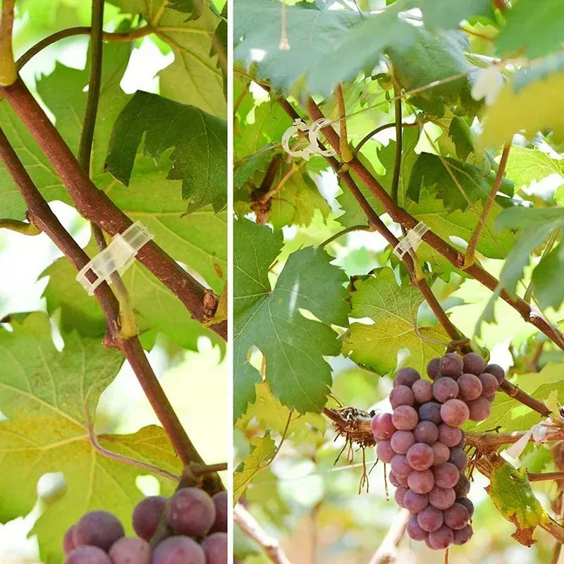 Versatile Reusable Garden Plant Fasteners | Plastic Vine & Tomato Stem Supports for Garden