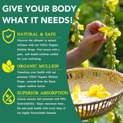 Mullein Drops for Lungs Bundle – 2 × 2 oz Bottles with Chlorophyll for Breathing & Wellness Support